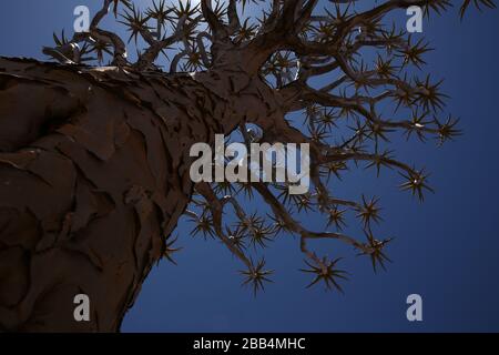 A quiver tree silhouetted against the sky in a Namibian national park near Keetmanshoop Stock Photo