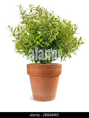 myrtle  plant in a vase isolated on white background Stock Photo