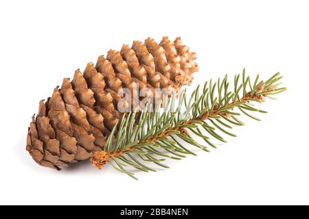European silver fir twig and cone isolated on white Stock Photo