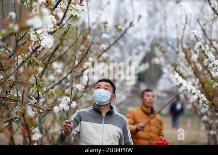 Huaibei, China's Anhui Province. 29th Mar, 2020. Farmers pollinate pear flowers at a family farm in Huaibei City, east China's Anhui Province, March 29, 2020. Credit: Li Xin/Xinhua/Alamy Live News Stock Photo