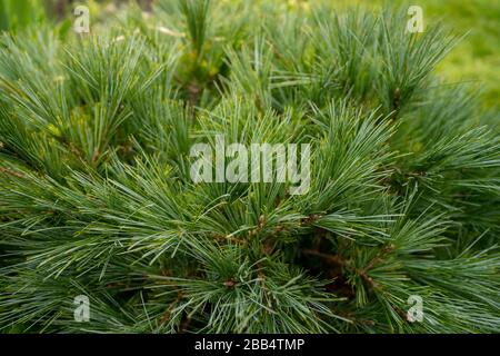 Close-up of the needles on a Pinus mugo varella, dwarf mountain conifer in an English cottage garden. Stock Photo