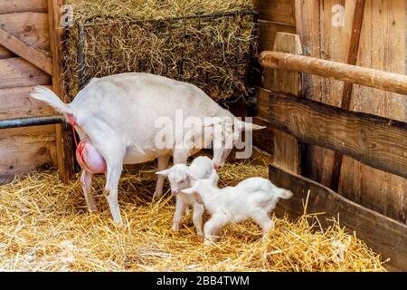 Mother goat just after labor together with two newborn baby goats in a farm barn Stock Photo
