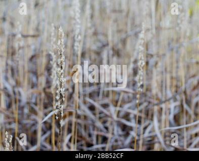 Spodiopogon sibiricus in autumn in a botany in Poland. Tall dry grass autumn background. Stock Photo