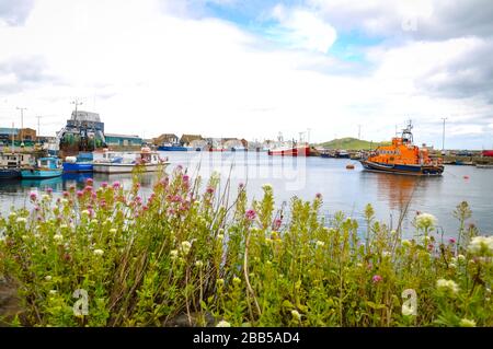 Colorful sailboats in Howth, a fishing village and suburb of Dublin, the capital of Ireland. Green leaves in in front. Stock Photo