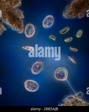 Protozoa in pondwater Stock Photo - Alamy