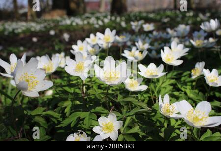 The beauitful white spring flowers of Anemone nemorosa, growing outdoors in a natural woodland setting. Also known as Wood Anemone or Wind flower. Stock Photo