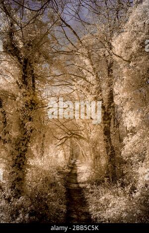 A path through trees, taken in infrared (720mm) & converted to false colour. Stock Photo