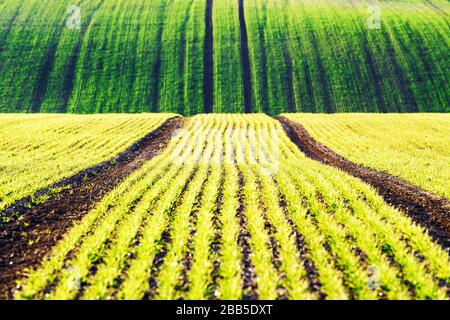 Green wheat rows and waves of the agricultural fields of South Moravia, Czech Republic. Can be used like nature background or texture Stock Photo