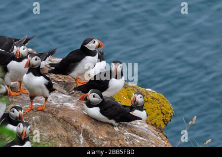 A group of Puffins 'Fratercula arctica' on a rocky ledge overlooking the sea on Skomer Island in Pembrookshire,Wales,UK Stock Photo