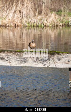 Female mallard duck [Anas platyrhynchos] standing on one leg looking towards the camera on a wooden beam next to a canal. Stock Photo