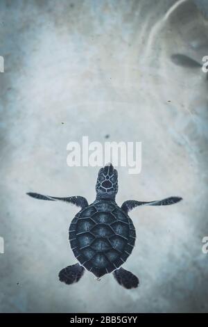 Baby turtle swimming in crystal clear water Stock Photo