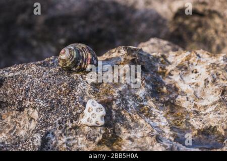 Arranged seashell on rocks at Indonesia beach Stock Photo