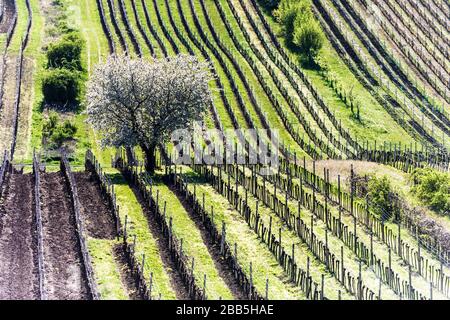 Amazing Spring Landscape With White Blossoming Cherry Tree Between Rows Of Vineyards In South Moravia, Czech Republic Stock Photo