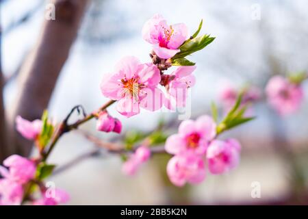 Pink peach flowers on spring time closeup. Nature macro photography Stock Photo