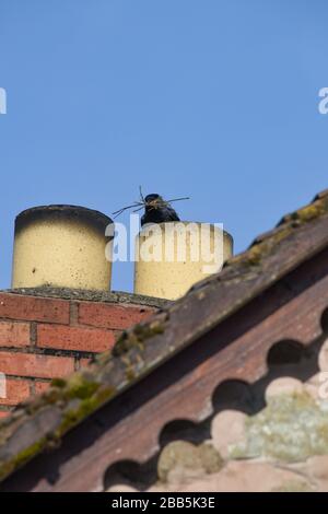 Jackdaw [Corvus monedula] takes twigs into a chimney pot to build a nest in the spring in the UK Stock Photo