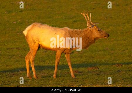 Tule elk, Point Reyes National Seashore, California Stock Photo