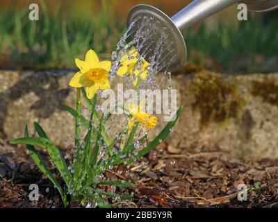 Yellow narcissus plant with water drops from watering can. watering first spring flowers Stock Photo