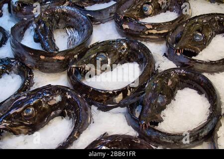 Black scabbard fish (aphanopus carbo) prepared for sale on ice at a fish counter in a supermarket on the island of Madeira Stock Photo