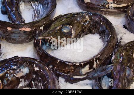 Black scabbard fish (aphanopus carbo) prepared for sale on ice at a fish counter in a supermarket on the island of Madeira Stock Photo