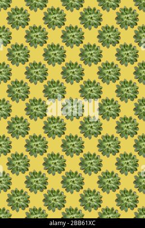 Creative seamless pattern of green cactus succulent plant rosettes on pastel yellow background. Floral backdrop design. Flat lay, top view. Vertical o Stock Photo