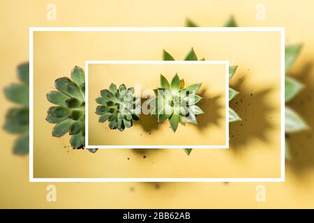 Creative photo in white frame of two green succulents with shadows and scattered soil mix on pastel yellow background. Creative overlay of three layer Stock Photo