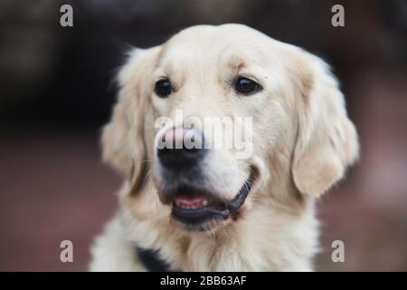 Golden Labrador Retriever with a collar sitting on the street.  Stock Photo