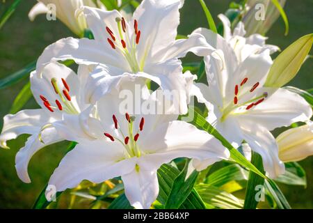 White Lilys. Stock Photo