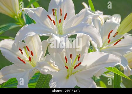 White Lilys. Stock Photo