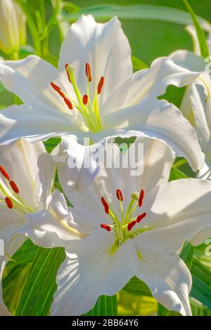 White Lilys. Stock Photo