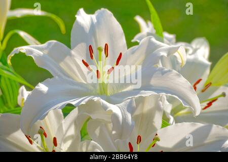 White Lilys. Stock Photo