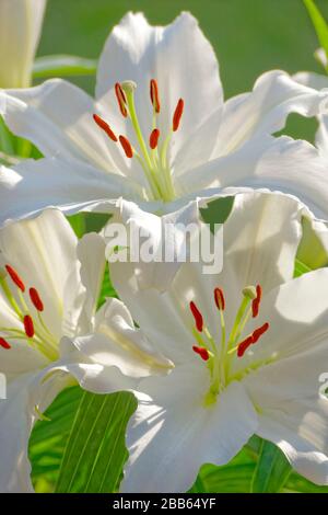 White Lilys. Stock Photo