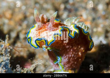 Glossodoris cincta nudibranch. Lembeh Strait, Indonesia Stock Photo