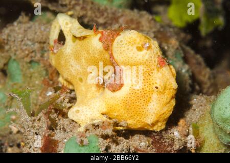 Painted frogfish (Antennarius pictus) Lembeh Strait, Indonesia Stock Photo