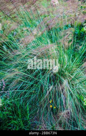 Stipa gigantea or Golden Oats, a perennial, evergreen ornamental grass. Stock Photo
