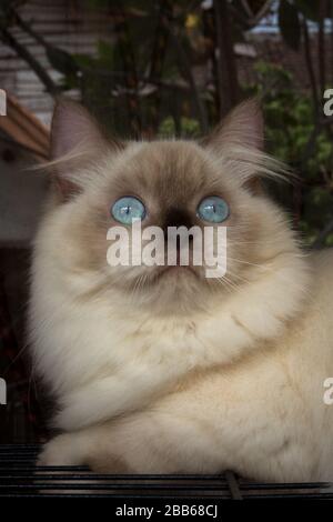 Portrait of a Himalayan cat Stock Photo