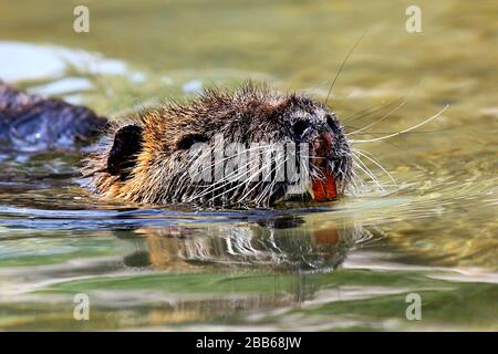head of a beaver swimming in the lake, easy to see the two front teeth Stock Photo