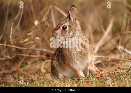 Wild Rabbit in back yard Stock Photo