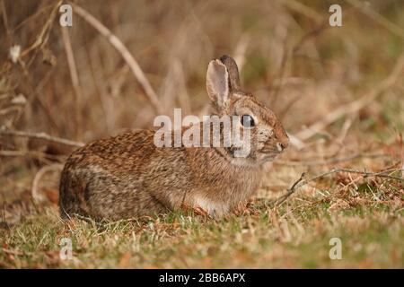 Wild Rabbit in back yard Stock Photo