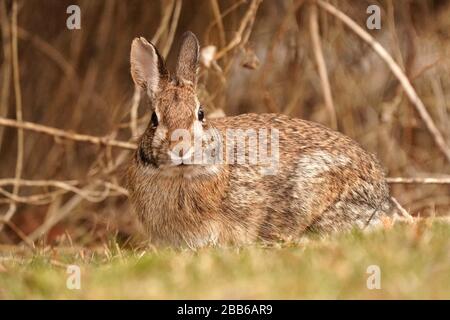 Wild Rabbit in back yard Stock Photo