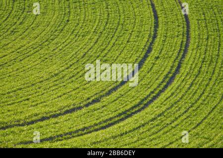 Pfaffenhofen, Germany, March 30, 2020. Agricultural field on March 30, 2020 in Pfaffenhofen, Germany  © Peter Schatz / Alamy Live News Stock Photo