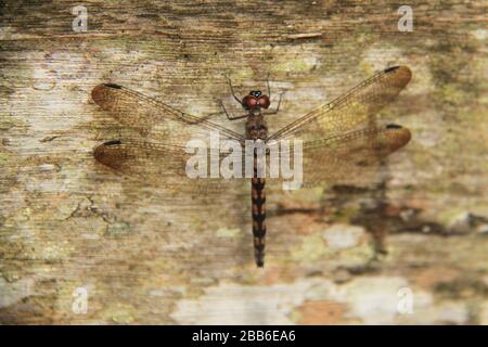 Brown Malaysian Dragonfly, Borneo Forest Stock Photo