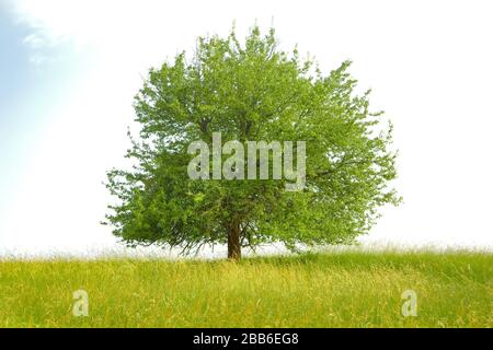 Tree on a field Stock Photo