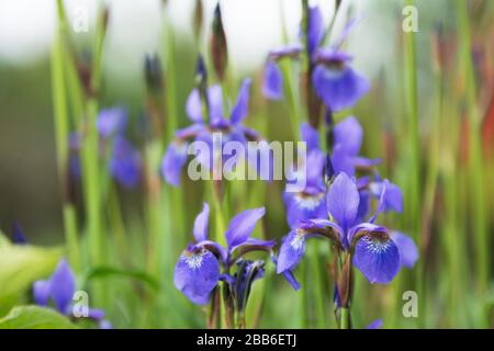 Group of violet irises on flower bed in a garden Stock Photo