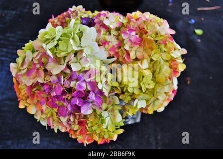 multi colored  hydrangea flower in a flower shop Stock Photo