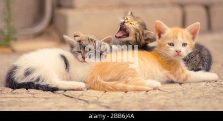 Cute little kittens sleep outdoors on the stone floor, family baby animals sleeping, summer siesta Stock Photo