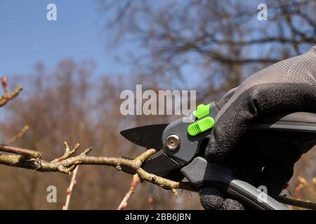Pruning branches with pruning shears. Action to take in early spring. Stock Photo