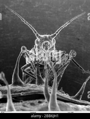 English Scanning Electron Microscope Image Of An Aphid On A Wildflower Francais Image D Un Puceron Au Microcope Electronique A Balayage Louisa Howard Dartmouth Electron Microscope Facility 44 Puceron Stock Photo Alamy