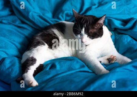 Brazen cat sleeps on bed in turquoise sheets. Black and white cat. Cat lives in the house. Stock Photo