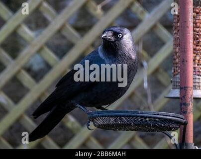 A Jackdaw sitting on a bird feeder in a garden, Livingston, Scotland. . Stock Photo