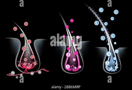 Hair follicles in skin, vitamins, keratin, growth cycle Stock Vector